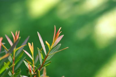 Close-up of stalks against blurred background