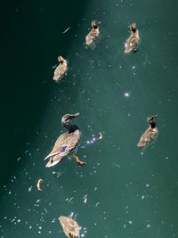 High angle view of ducks swimming in lake