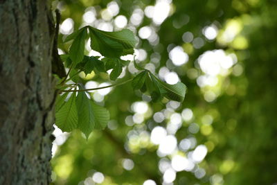 Low angle view of green leaves on tree