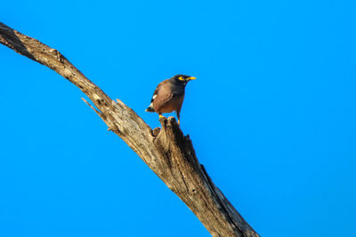 Low angle view of bird perching on branch against clear blue sky