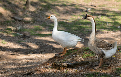 Birds perching on a land