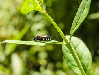 Close-up of insect on leaf