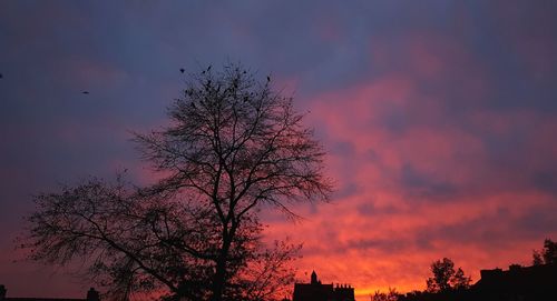 Low angle view of silhouette tree against sky during sunset