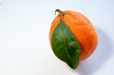 Close-up of orange fruit against white background