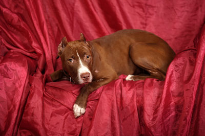 Portrait of dog resting on red sofa