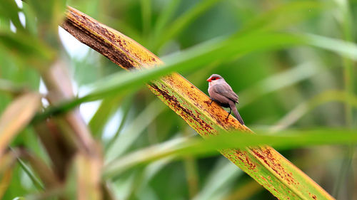 Close-up of bird perching on branch
