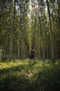 Rear view of man with hands on hip standing amidst plants in forest