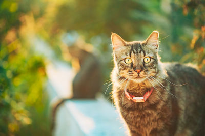 Close-up of cat