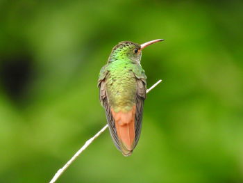 Close-up of bird perching on a plant