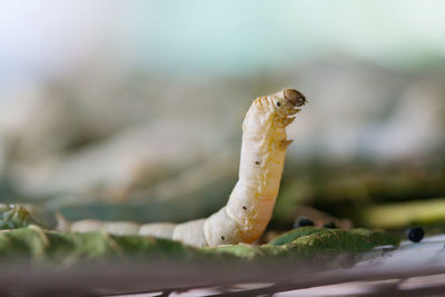 Close-up of worm on leaf
