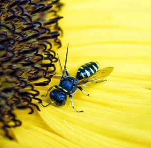 Close-up of bee on yellow flower