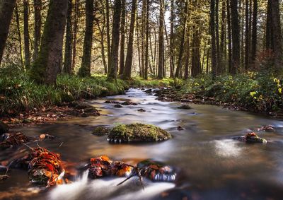 Stream in forest