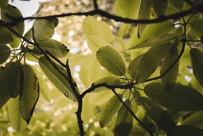 Low angle view of tree