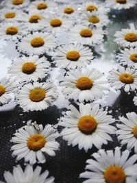 Close-up of white daisy flowers