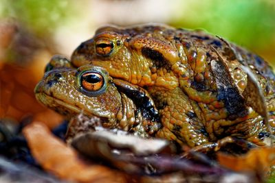 A couple of mating toads in the forest on their way to a pond