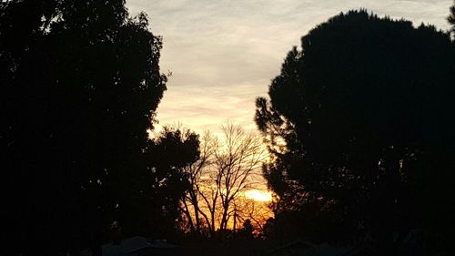 Silhouette trees against sky during sunset