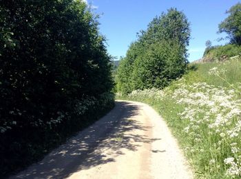 Road amidst trees against sky