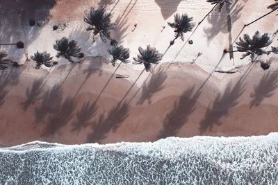 Close-up of palm trees on field during winter