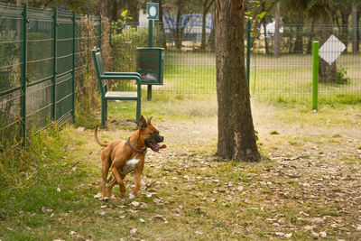 Dog running in the park