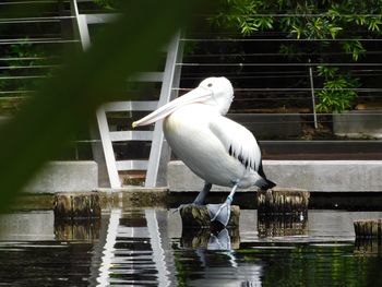 Close-up of bird perching on lake