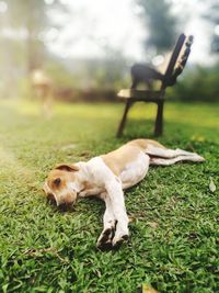 Close-up of dog relaxing on field