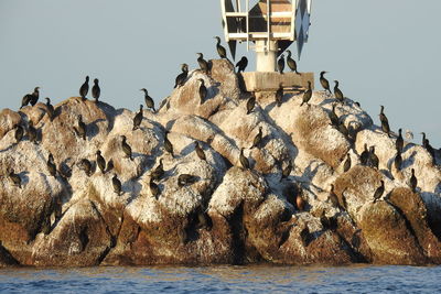 Low angle view of birds perching on rock against clear sky