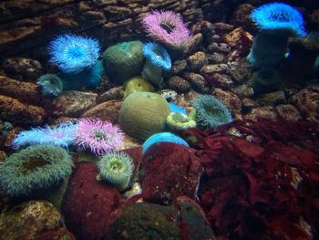 Close-up of coral in sea