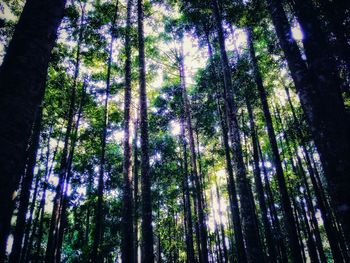 Low angle view of bamboo trees in forest