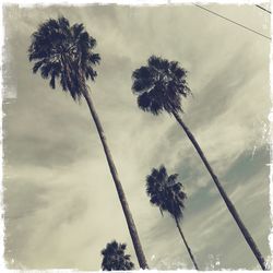 Low angle view of palm trees against sky