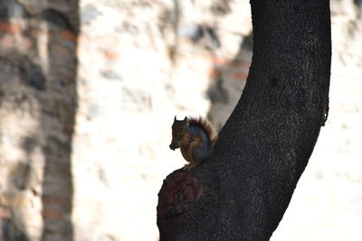 Squirrel on tree trunk