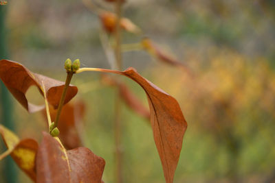 Close-up of flowering plant