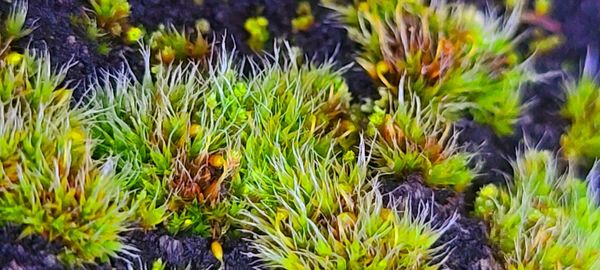 High angle view of flowering plants