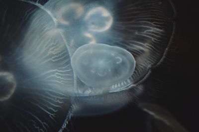 Close-up of jellyfish