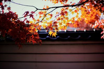 Low angle view of flower tree against built structure