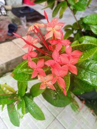 Close-up of pink flowering plant