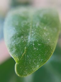 Close-up of plant against blurred background