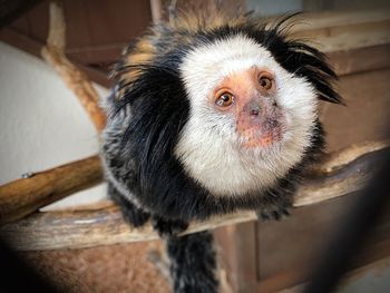 Close-up portrait of a dog in cage