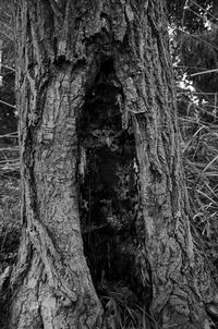 Close-up of tree trunk in forest