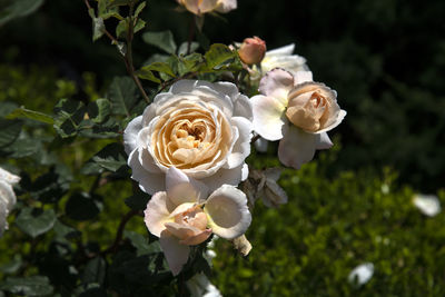 Close-up of white roses