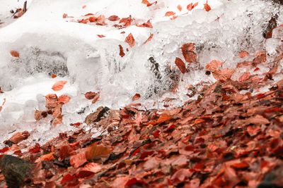 Close-up of autumn leaves in water