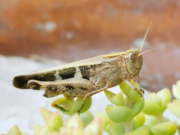 A small grasshopper on a crassy plant