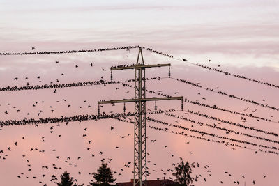 Flock of birds and power pylon at sunset 