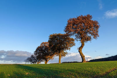 Tree on field against clear sky