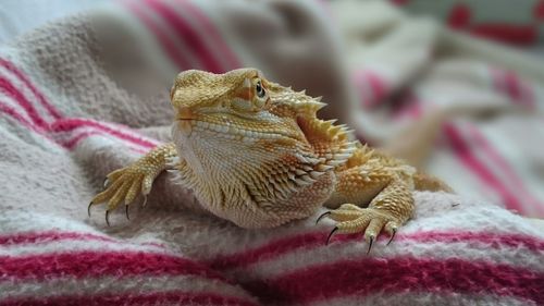 Close-up of lizard on bed