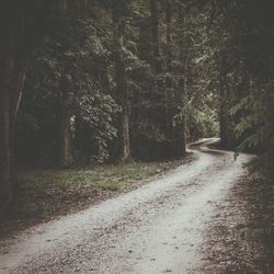 Street amidst trees in forest