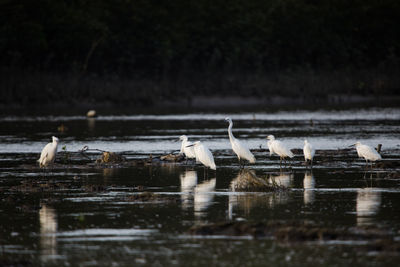 Birds on a lake