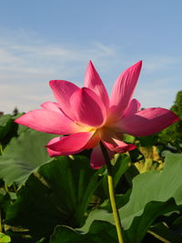 Close-up of pink water lily against sky