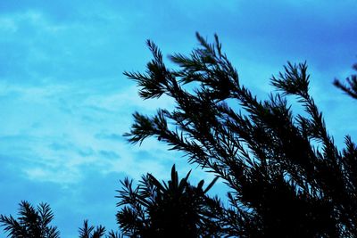 Low angle view of silhouette tree against sky