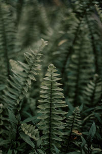 Close-up of palm tree