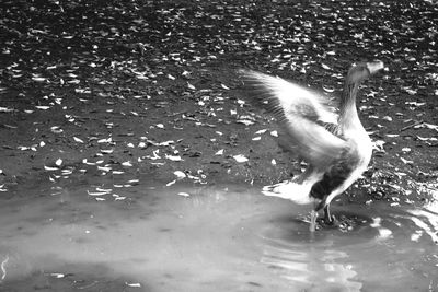 Swan swimming in lake